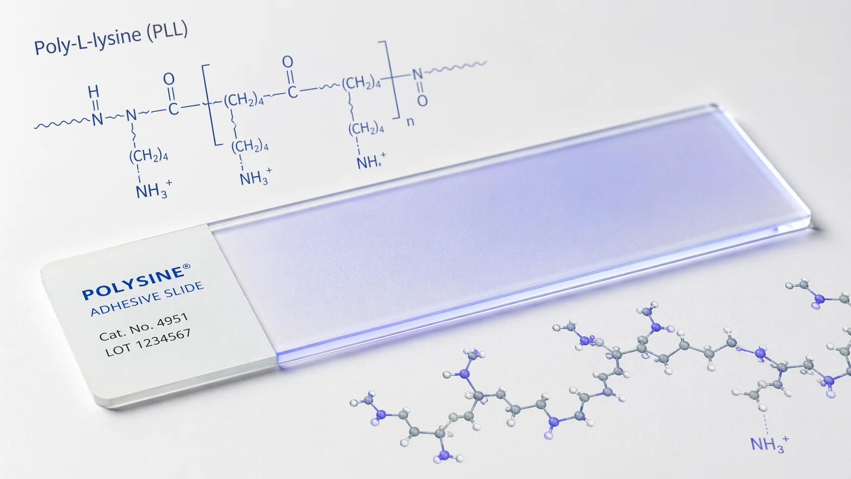 What Are Polysine Adhesive Microscope Slides and How Do They Work?